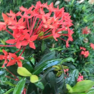 Um jardim no exterior de Casa do sossego