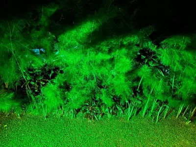 Um jardim no exterior de CHALÉ CHÃO das ESTRELAS