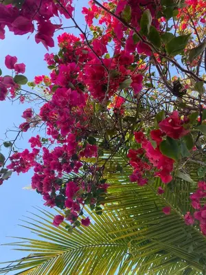 Um jardim no exterior de Moreira's paradise