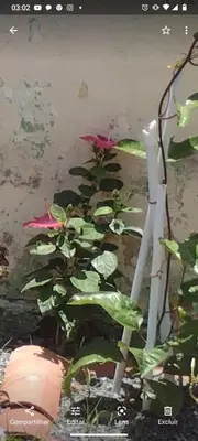Um jardim no exterior de Casa Jeri
