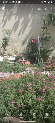 Um jardim no exterior de Casa Jeri