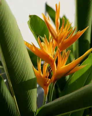 A planta de Pousada Canaã Icaraizinho