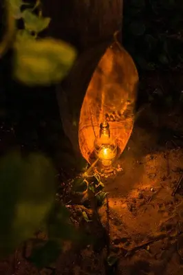 A planta de Pico dos Piratas