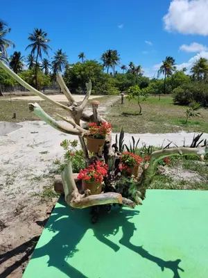 Um jardim no exterior de Sítio Boralá