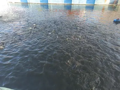 Vista de um rio perto do quarto em acomodação particular